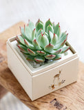 Succulents in gift box. - Image 
