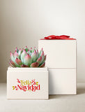 Succulents in gift box. - Image 