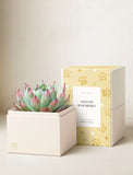 Green and pink succulent in a cream gift box with a yellow paw print sleeve labeled Fur-Ever Remembered. - Image 