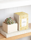 Succulents in gift box. - Image 