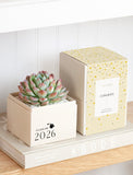Succulents in gift box. - Image 