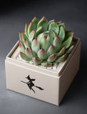 Succulents in gift box. - Image 