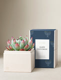 Succulents in gift box. - Image 