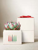 Succulents in gift box. - Image 