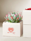 Succulents in gift box. - Image 