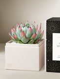 Succulents in gift box. - Image 