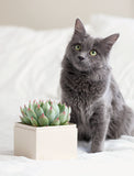Succulents in gift box and cat next to it, sitting on a bed.  - Image 