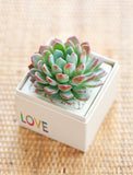 Succulents in gift box. - Image 