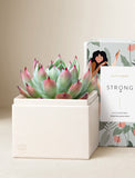 Succulents in gift box. - Image 