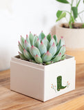 Succulents in gift box. - Image 