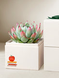 Succulents in gift box. - Image 