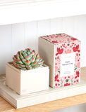 Succulents in gift box. - Image 