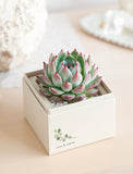 Green and pink succulent in a cream-colored square gift box with a delicate leaf illustration and rest and renew text. - Image 