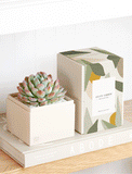 Succulents in gift box. - Image 