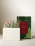 Christmas Bliss Garden - Image 