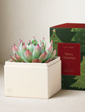 Christmas Bliss Garden - Image 