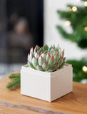 Christmas Bliss Garden - Image 