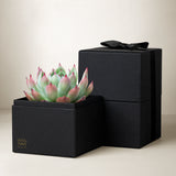 Succulents in gift box. - Image 