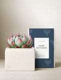 Succulents in gift box. - Image 
