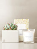 Succulents in gift box and candle. - Image 