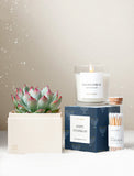 Succulents in gift box. - Image 
