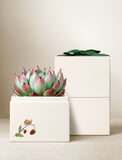 Succulents in gift box. - Image 