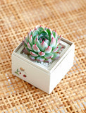 Succulents in gift box. - Image 