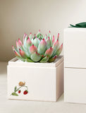 Succulents in gift box. - Image 
