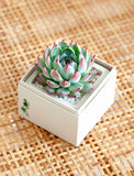 Succulents in gift box. - Image 