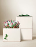 Succulents in gift box. - Image 