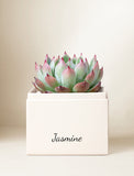 Succulents in gift box. - Image 