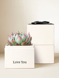 Succulents in gift box. - Image 
