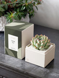 Succulents in gift box. - Image 