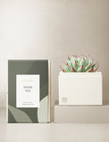 Succulents in gift box. - Image 