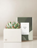 Succulents in gift box. - Image 