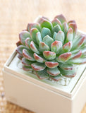 Succulents in gift box. - Image 