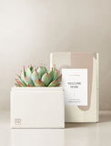 Succulents in gift box. - Image 