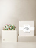 Succulents in gift box. - Image 