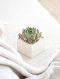 Succulents in gift box. - Image 