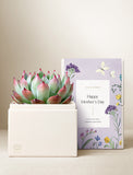 Succulents in gift box. - Image 