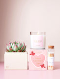 Succulents in gift box. - Image 
