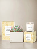 A styled product arrangement featuring a white rectangular planter with a pink and green succulent, a lit glass jar candle labeled 'Cashmere Vanilla' and 'Furever Remembered,' and matching pale yellow paw-print boxes on a neutral beige background. - Image 