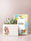 Succulents in gift box. - Image 