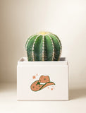 Succulents in gift box. - Image 