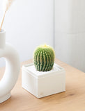 Succulents in gift box. - Image 