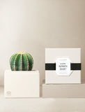 Succulents in gift box. - Image 