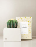 Succulents in gift box. - Image 