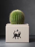 Succulents in gift box. - Image 