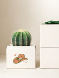 Succulents in gift box. - Image 