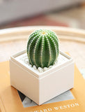 Succulents in gift box. - Image 